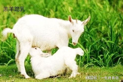 百万网红小羊吃瓜是真的吗,真相还是炒作？